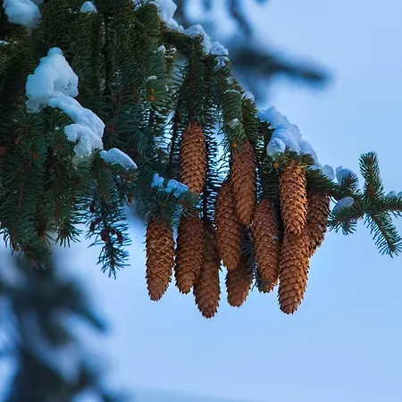 Apartman Next To Gondola Stylish And Charming *