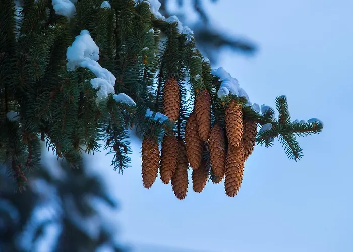 公寓 Next To Gondola Stylish And Charming *